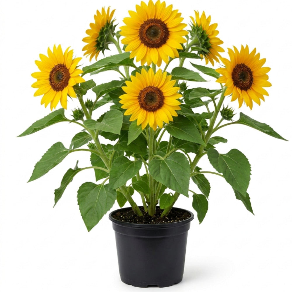 Live Yellow Sunflower Plant - 4-6" Tall Seedling in 4 Inch Pot