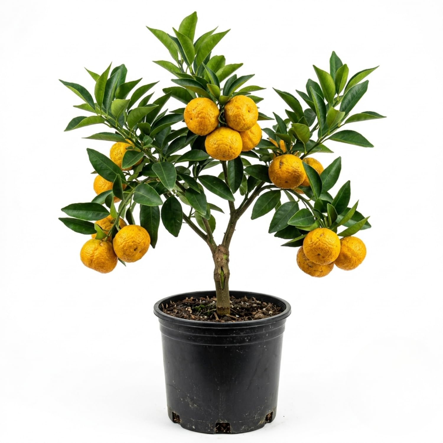 Golden Mandarin Grafted Live Plant in Gallon Pot, Sweet Tangerine Citrus Fruit Tree for Outdoor Garden, 2-3 Ft Tall