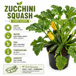 Green Summer Squash Live Plant in 4 Inch Pot, 4-6" Tall Zucchini
