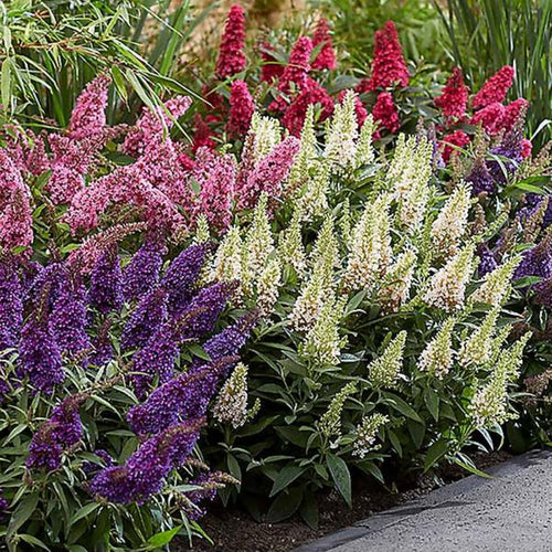 2 Mix Butterfly Bushes Live Plant, Fragrant Buddleia Bush Plant, 4 to 8 Inches, Outdoor Planting