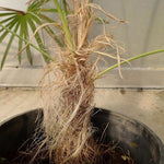 Live Palm Tree Plant in 3 Gallon Pot, No CA, Large Fully Rooted Size, Ready to Plant for Home Décor Indoor Outdoor Landscape, Rare Palm Trees, Old Palm