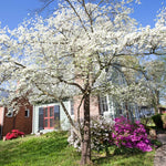 10-16" White Dogwood Tree Plant Live, White Flowering Dogwood Tree for Planting Outdoors, 10 to 16 Inc Tall in Quart Pot