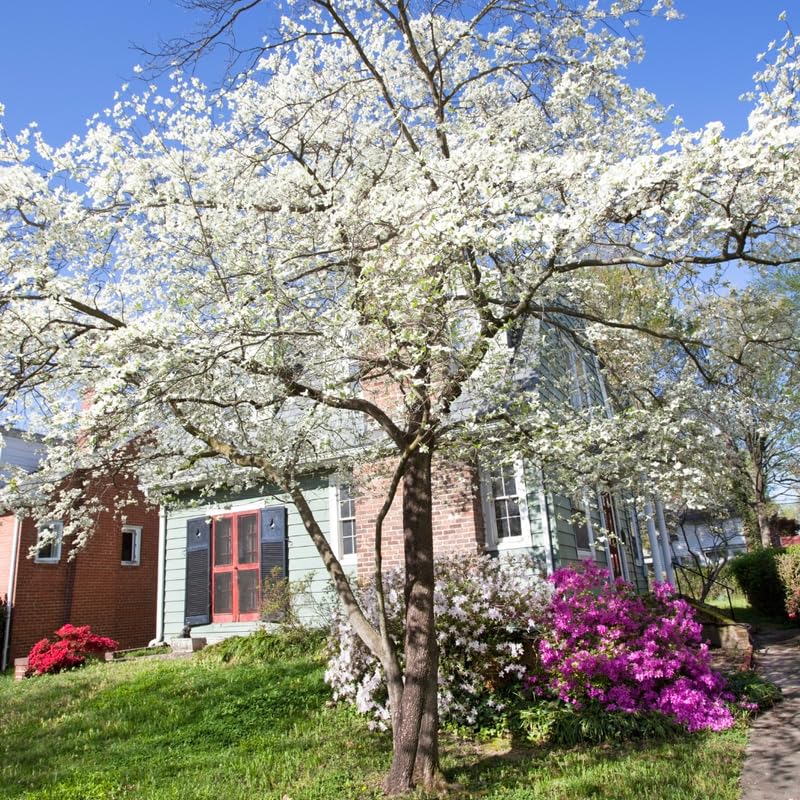 10-16" White Dogwood Tree Plant Live, White Flowering Dogwood Tree for Planting Outdoors, 10 to 16 Inc Tall in Quart Pot