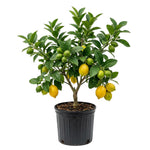 Grafted Meyer Lemon Tree Live Plant, Sweet Lemon Citrus Tree 2-3 Ft Tall, Edible Fruit, Lemon Plant for Outdoor Garden