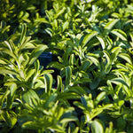 Stevia Plants Live, Herbs Garden Outdoor Indoor, Live Stevia Plant 4'' Pot