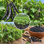 Live Black Bean Plant, Bean Bush Plants, 3-5 Inches Tall