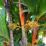 Palm Tree Live Plant, Fully Rooted in 3 Gallon Pot, Rare Tropical Plant Live for Indoor or Outdoor Growing, Orange