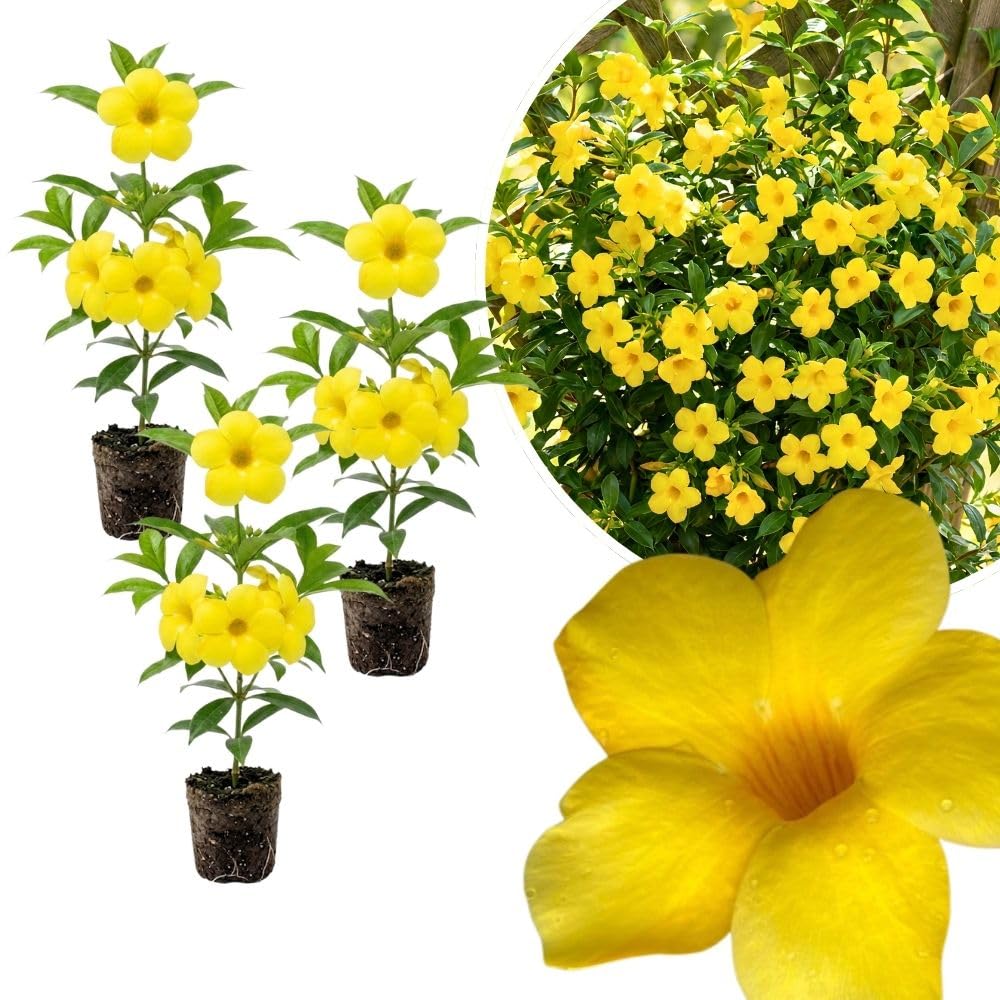 3 Dwarf Allamanda Plant Live, Yellow Allamanda Flower Plant, Tropical Yellow Flowering Plants for Outdoor Garden and Container Growing, No Pot