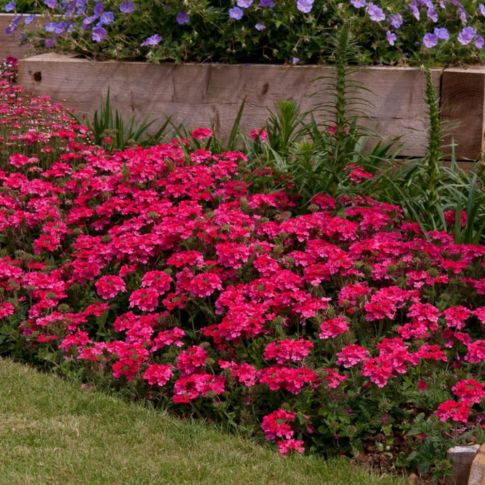 Pack 6 Pink Perennial Verbena Plants, Pink Verbena Live Plants, Verbena Flower Trailing Plants Live for Planting, Pink Verbena Plants in Zones 7 to 11