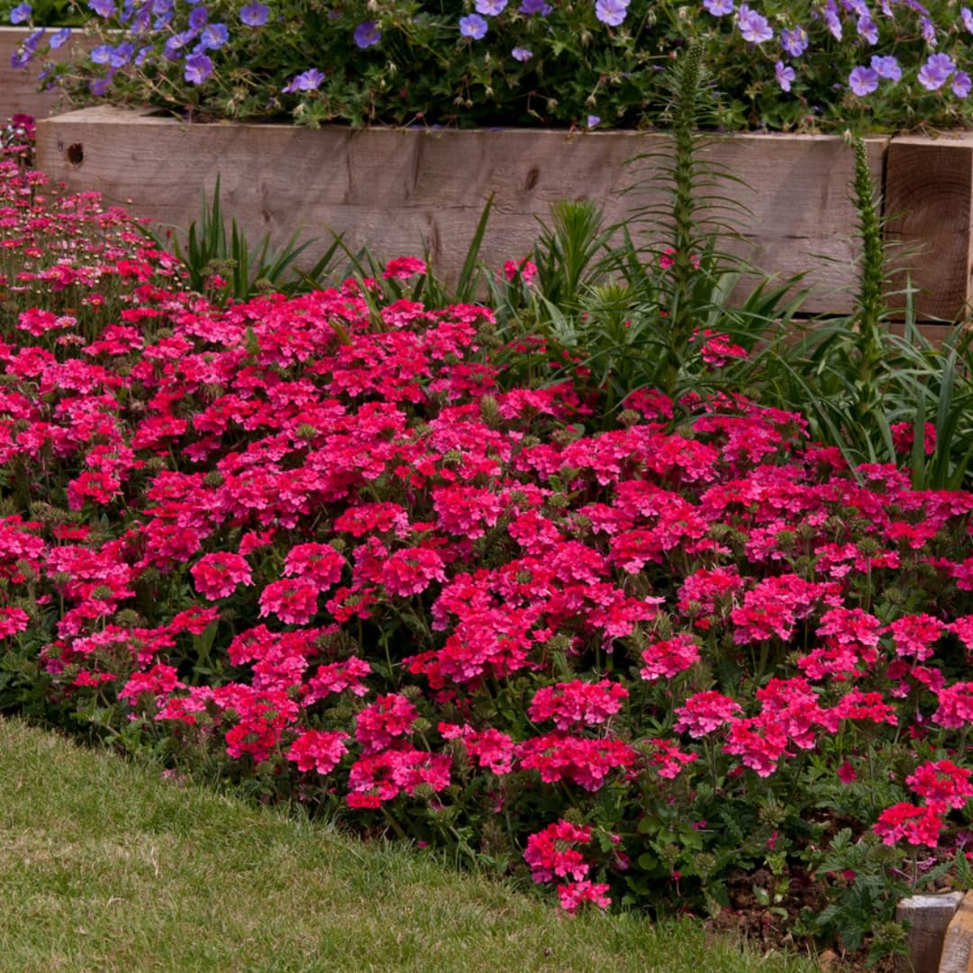Pack 6 Pink Perennial Verbena Plants, Pink Verbena Live Plants, Verbena Flower Trailing Plants Live for Planting, Pink Verbena Plants in Zones 7 to 11