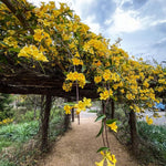 Jasmine Live Plant 4–8″ Tall, Jasmines Flower Vine, Fragrant White Blooms, Outdoor or Container Growing (Bright Yellow Jasmine)
