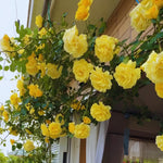 Roses Live Plant, Climbing Rose Plant Live from 5'' Tall, Bush Shrub Plants, Fragrant Flower Garden (Yellow)