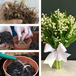 5 Lilies of The Valley Bulbs Rhizomes, Lily of The Valley Bulbs for Planting, Perennial Flower Bulbs Garden