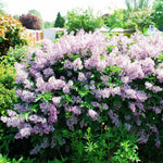Kim Lilac Tree Live Plant for Outdoor Spring Planting, 1 Year Old Tree 6-12" Tall in Quart Pot, Purple Lilac Trees