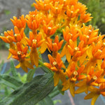 2 Orange Milkweed Plants Live Starter Size, 5-9" in Tall, Outdoor Planting, Spring Blooms, Cold Hardy, Perennial