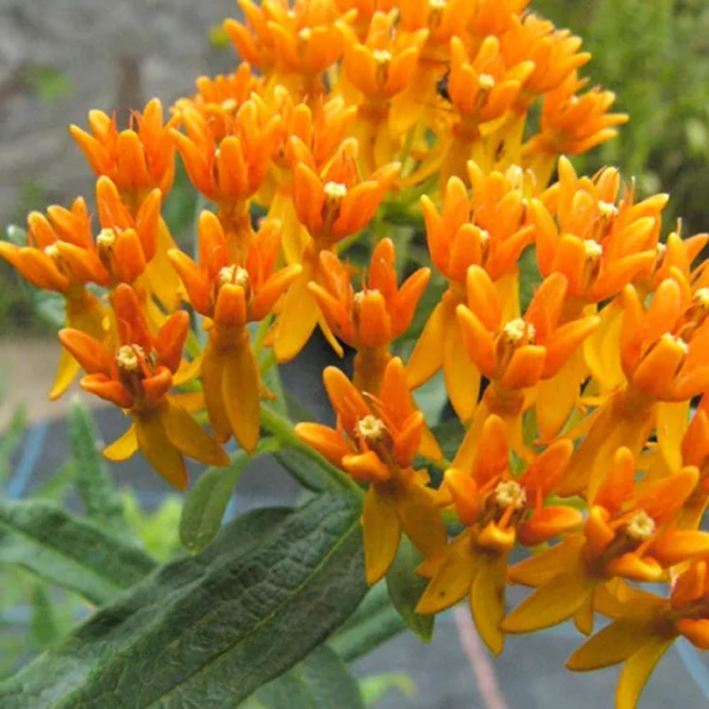 2 Orange Milkweed Plants Live Starter Size, 5-9" in Tall, Outdoor Planting, Spring Blooms, Cold Hardy, Perennial