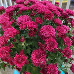 Chrysanthemum Plants Live 4 to 7 Inch Tall, Mums Live Plants, Vibrant Perennial Mum Plant for Planting in Garden (Purple)
