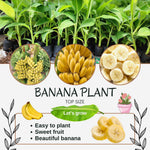 Banana Plant Live, NAM Wah Banana Tree Live Plant, Hardy Banana Fruit Seedling 4 to 8 Inch Tall, Indoor Outdoor