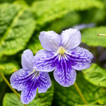 Blueberry Streptocarpus Lady Slipper Plants in 3.25 Inch Pot, Live Flowering Houseplant for Patio, Containers and Indoor Gardening
