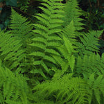 Live Ostrich Fern Plants, 20 Fern Roots, Easy to Plant