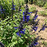 3 Blue Salvia Sage Plants 4–7" Tall, Perennial Live Flowering Garden Plants for Outdoor Growing, Vibrant Salvia Plant Starter