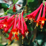 Red Honeysuckle Plant Live, 5-9" Tall, Fragrant Honeysuckle Vine Live Plant, Vibrant Flowers