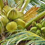 Sprouted Green Coconut Plant Tree, 6 to 8 Inc Long, Coconut Tree Live Plant