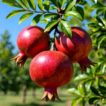 Sweet Pomegranate Plant Live in 4'' Pot, 6 Months-Old Red Pomegranate Tree for Container and Garden Growing