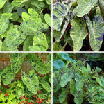 Set 2 Variegated Black Colocasia Elephant Ear Plants Live 4–7 Inches Tall, Tropical Foliage Plants for Outdoor Garden, Large Leaf Plants for Patio, Containers or Landscape