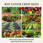 5 Pound Rye Cover Crop Seeds, Fast-Growing Rye Grass Seed for Lawn, Outdoor Planting