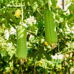 Loofah Plant Live, Luffa Plant Live, 4-6 Inc Tall, Trailing Luffa Live Plant for Backyard Garden, Trellis, 2 Plants in 4 Inc Pot