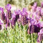 Pack 2 Lavender Live Plants 4-8 Inches, Hardy Fragrant Perennial Outdoor Herb Plant (Spanish Lavender)
