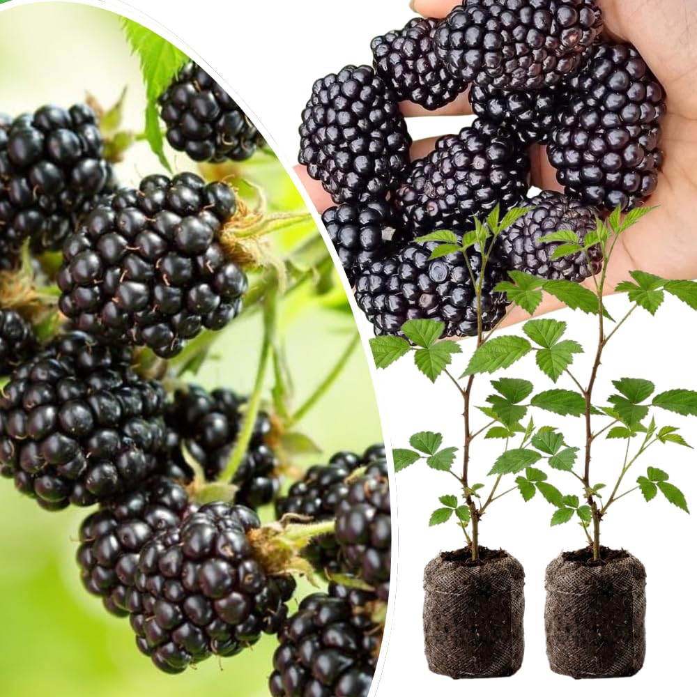 Pack 2 Thornless BlackBerry Plants Live to Grow 4 to 8 Inch Tall, BlackBerry Bush Live Plant, Sweet Blackberries Fruit Tree Indoor Outdoor (Ouachita BlackBerry)