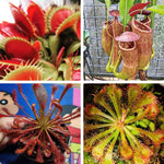 Mix of 6 Pitcher Plant Nepenthes, Green, Red Fly Trap Live Plants, Easy to Grow Tropical Collection, Starter Size, Each Type 2 Plants
