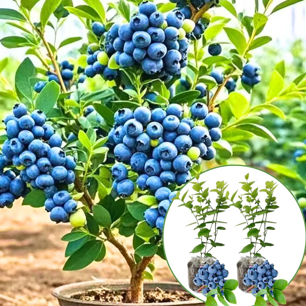 2 Elliott Blueberry Bush Live Plant, Blueberry Plants Live for Planting 5 to 8 Inch Tall, Sweet Blueberries Fruit Seedlings