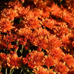 Chrysanthemum Plants Live 4 to 7 Inch Tall, Mums Live Plants, Vibrant Perennial Mum Plant for Planting in Garden (Orange)