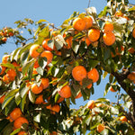Potted Persimmon Tree Live Plant, American Persimmons Seedlings, 6 to 15 Inc Tall, Zones 4-9, Cold Hardy, High Yield Variety