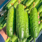 2 Green Cucumber Plants Live, 5 to 9'' Tall, Cucumber Vegetable Garden Plants Fast Growing Outdoor