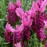02 Lavender Plants Live Indoor Outdoor Spring Planting, Size 5-9" in Tall, Fragrant Bush for Indoor Outdoor Growing, Spring Bloom (Spanish Lavender)