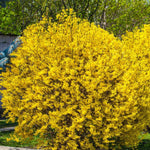 Lynwood Gold Forsythia Bush 6 to 12 Inch Tall, in Pot, Fragrant Forsythia Flower, Yellow Forsythia Plant Live for Planting