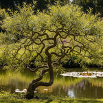 Set 2 Willow Plants Live Bare Root 1-2 Feet Tall, Dormant Willow Live Plants for Outdoor Garden Landscaping (Rare Willow)