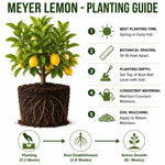 Air Layered Meyer Lemon Bush 1.5-2 Ft Tall, Lemon Citrus Tree for Backyard, Patio Pots and Indoor Fruit Growing