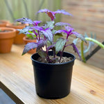 Set 2 Gynura Purple Passion Plants 4-8'' Tall, Royal Velvet Plant, Purple Indoor Plant for Home Décor, No Pot