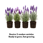 2 Random Lavender Plants 4–7" Tall, Fragrant Lavender Flowering Garden Plants for Patio, Containers and Backyard Landscaping