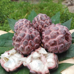Red Sugar Apple Tree Live Plant Potted 6-12 Inches, 8 Months Old Sugar Apple Tree for Planting Outdoor, Rare Tropical Trees