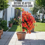 2 Bougainvillea Live Plants, Tropical Bougainvillea Flowering Vine, Fast Growing Outdoor and Container Plant, 4-8'' Tall (Mix Colors)