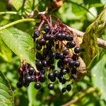 2 Black Elderberry Live Plants, Bare Root Berry Plant, 10-12 Inch Tall