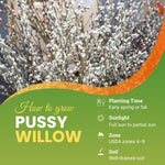 2 Willow Tree Seedlings 6-12'' Tall, Dormant, Bare Roots, Hardy Ornamental Tree for Garden Planting (Pussy Willow Bare Roots)