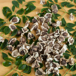 50 Moringa Seeds, Moringa Oleifera Tree Seeds for Planting - Fast Growing Drumstick Tree for Garden, Pots, and Outdoor Growing