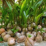 Yellow Coconut Tree Plant Sprouted, Coconut Plant Live, 6 to 8 Inc Tall, Gardening Outdoor